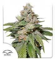 Auto Mokum's Tulip SOLDES