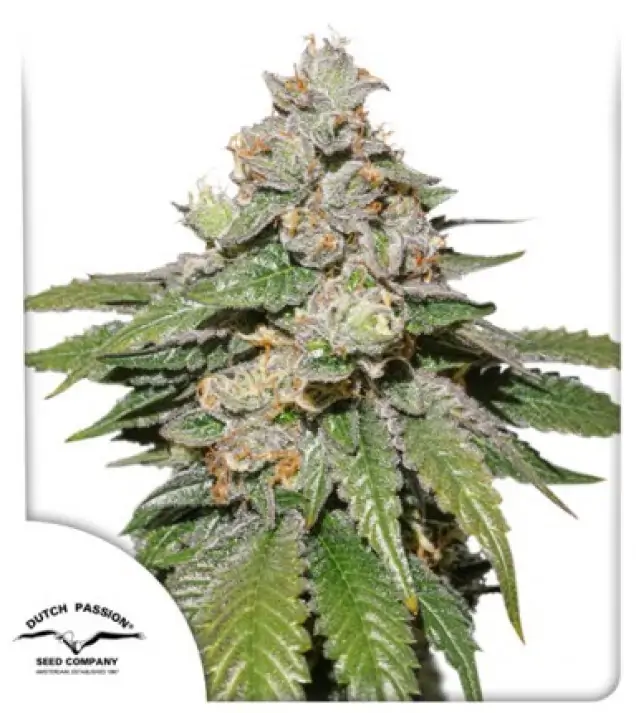 Auto Mokum's Tulip SOLDES