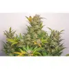 Auto Mokum's Tulip SOLDES