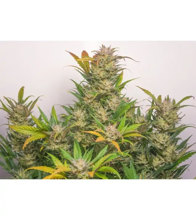 Auto Mokum's Tulip SOLDES