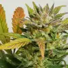 Auto Mokum's Tulip SOLDES