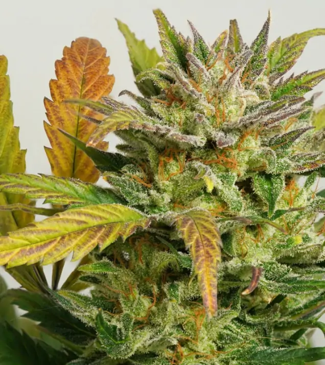 Auto Mokum's Tulip SOLDES