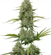 BCN Critical XXL Auto SOLDES