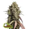 Gorilla Cookies Auto SOLDES