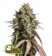 Gorilla Cookies Auto SOLDES