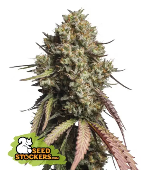 Gorilla Cookies Auto SOLDES