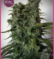 Elite 47 SOLDES
