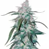 Pineapple SOLDES