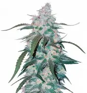 Pineapple SOLDES