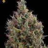 Big Bang Autoflowering SOLDES