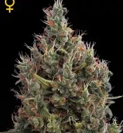 Big Bang Autoflowering SOLDES