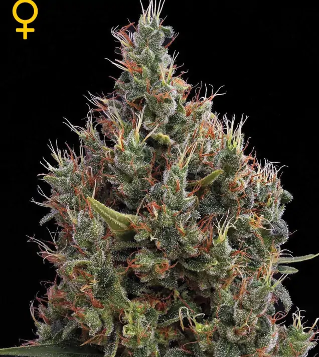 Big Bang Autoflowering SOLDES
