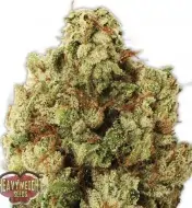 Green Ninja SOLDES