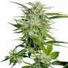 Big Bud SOLDES