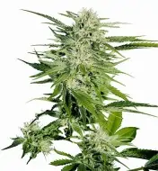 Big Bud SOLDES