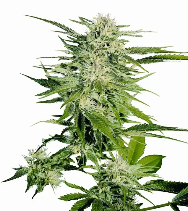 Big Bud SOLDES