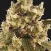Mr. Gorilla Cream SOLDES