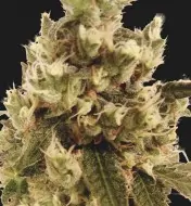 Mr. Gorilla Cream SOLDES