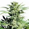 Shiva Skunk SOLDES
