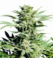 Shiva Skunk SOLDES