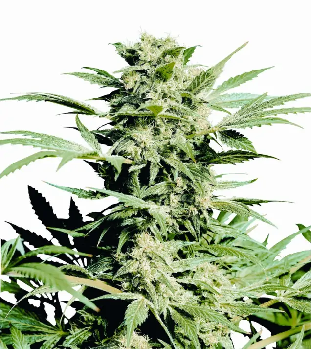 Shiva Skunk SOLDES