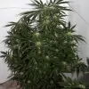 Early Skunk X Haze&nbsp;Regular SOLDES