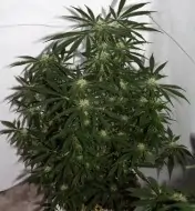 Early Skunk X Haze&nbsp;Regular SOLDES