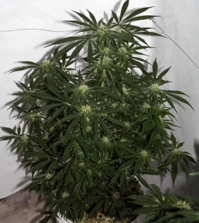 Early Skunk X Haze&nbsp;Regular SOLDES