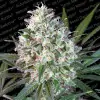 Space Cookies SOLDES