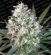 Space Cookies SOLDES