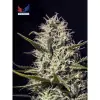 One Love Haze SOLDES