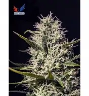 One Love Haze SOLDES