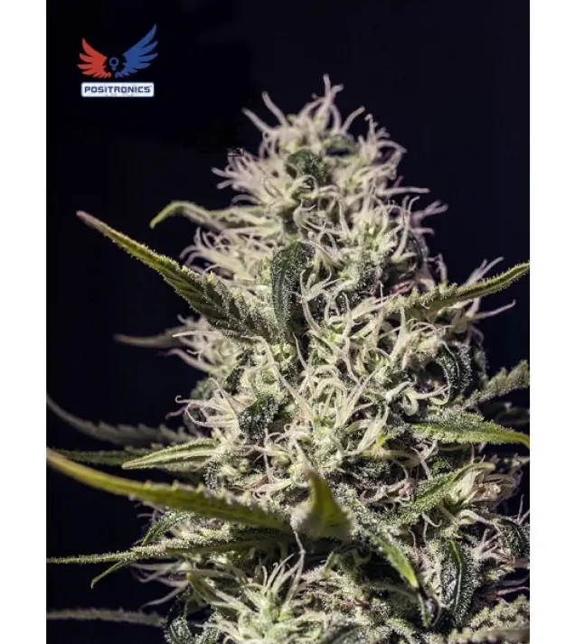 One Love Haze SOLDES