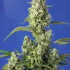 Gorilla Girl XL Auto SOLDES