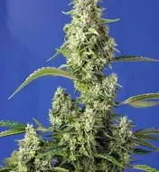 Gorilla Girl XL Auto SOLDES