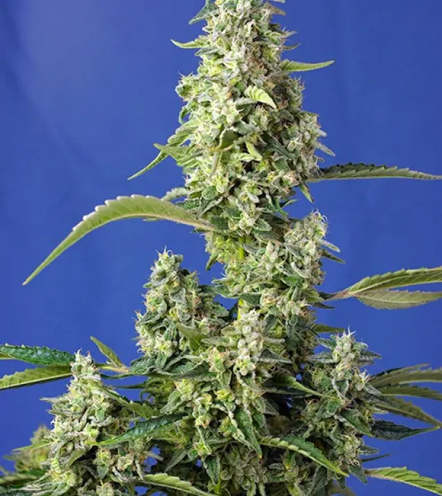 Gorilla Girl XL Auto SOLDES