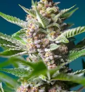 Purple Punch OG SOLDES