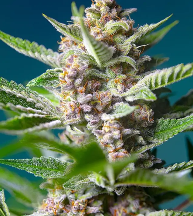 Purple Punch OG SOLDES