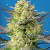 Sweet Cheese XL Auto SOLDES