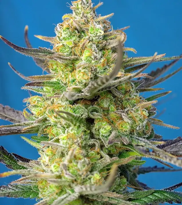 Sweet Cheese XL Auto SOLDES