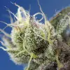 Sweet Cheese XL Auto SOLDES