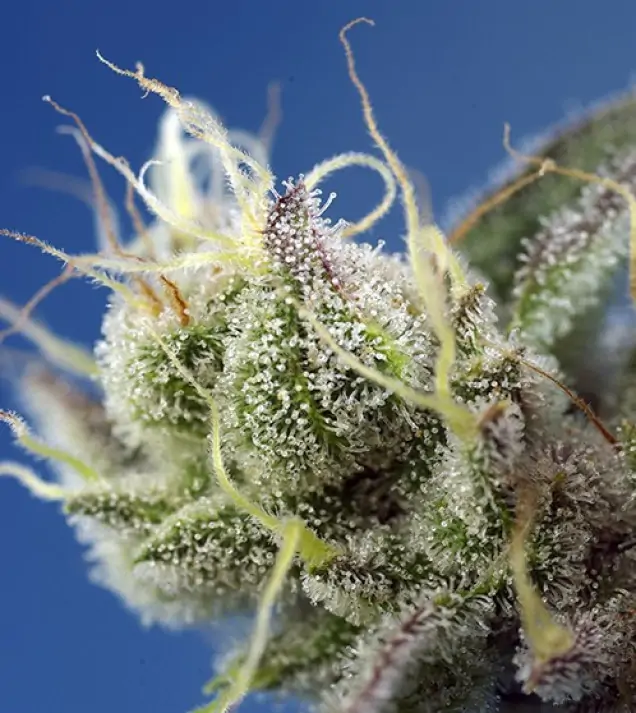Sweet Cheese XL Auto SOLDES