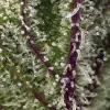 Sweet Cheese XL Auto SOLDES