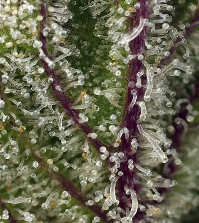 Sweet Cheese XL Auto SOLDES
