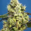 Sweet Gelato Auto SOLDES