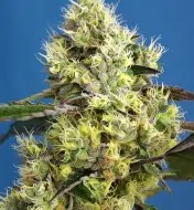 Sweet Gelato Auto SOLDES