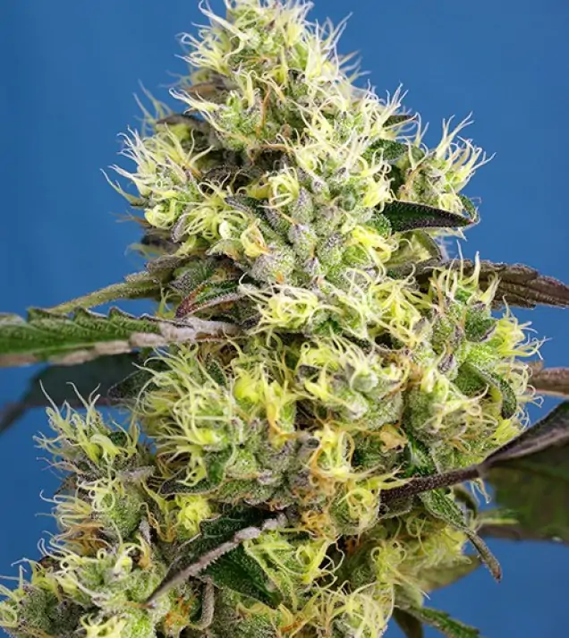 Sweet Gelato Auto SOLDES