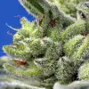 Sweet Gelato Auto SOLDES