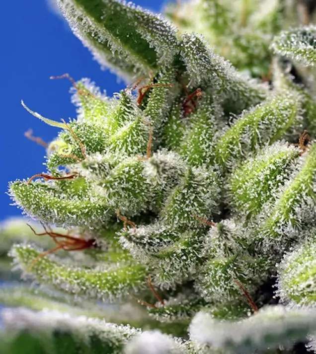 Sweet Gelato Auto SOLDES