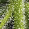 Sweet Gelato Auto SOLDES